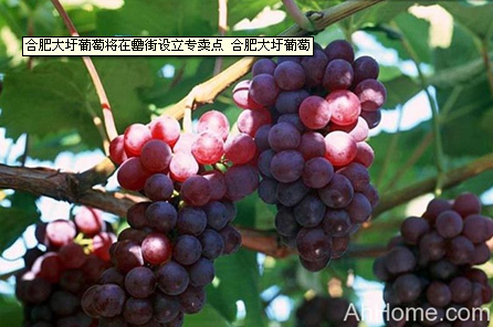 ������k8����Ӯ�ҡ�һ������